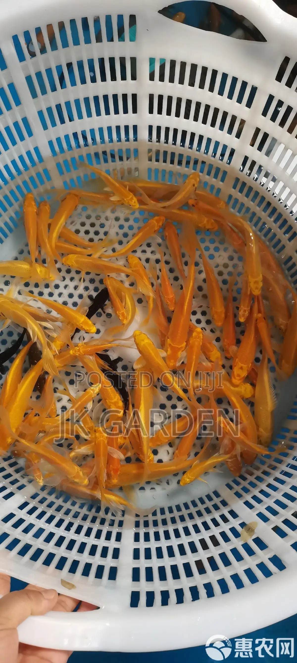 Dragon and Phoenix Koi