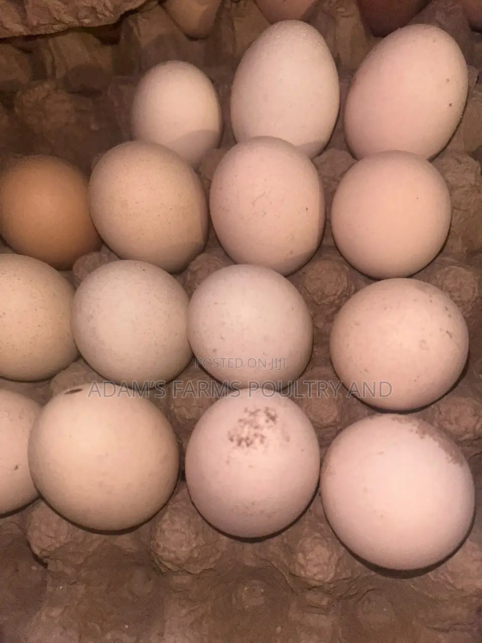 Brahma Fertile Hatching Eggs