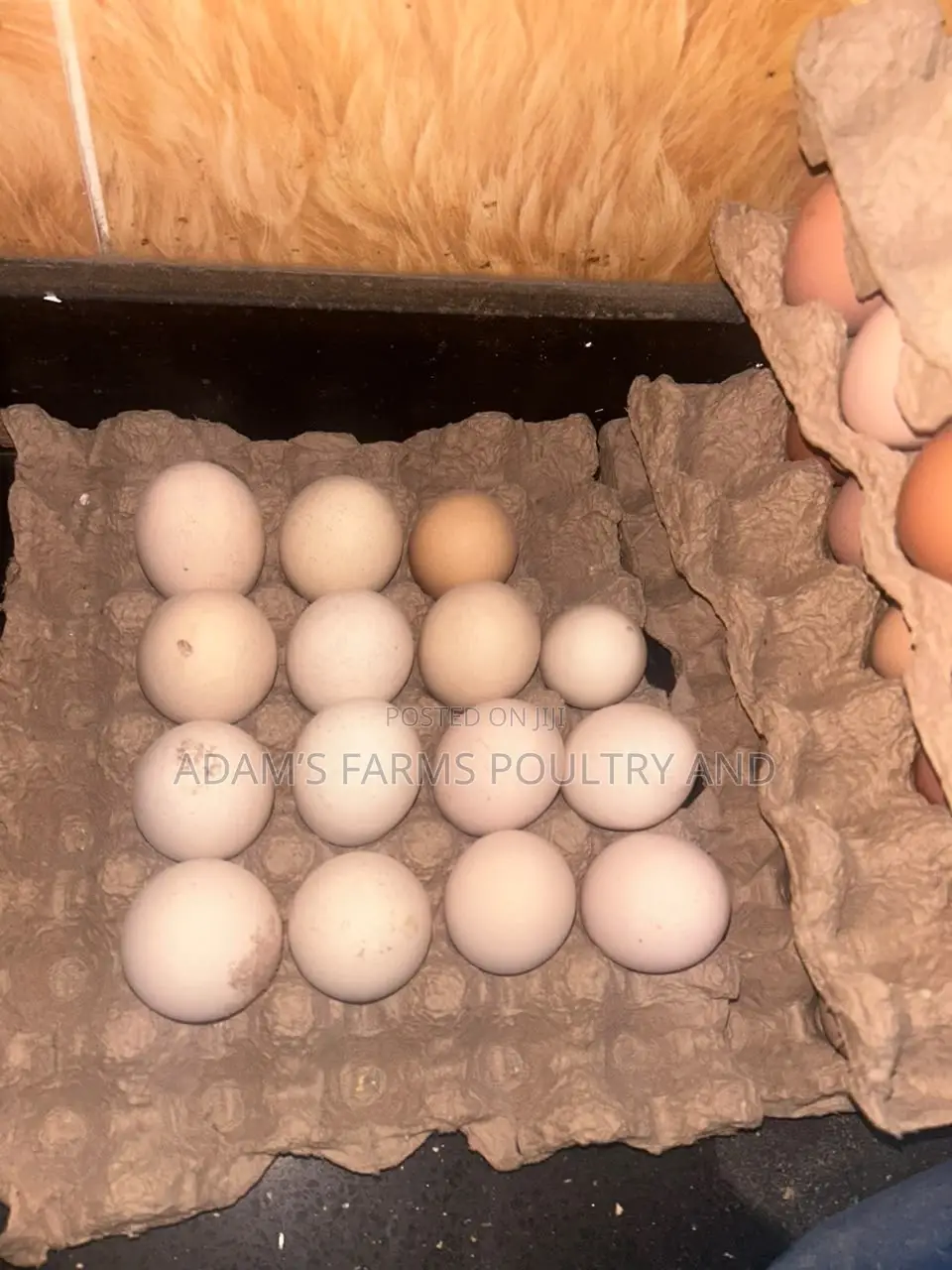 Brahma Fertile Hatching Eggs