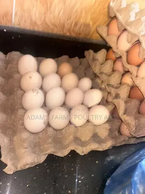 Brahma Fertile Hatching Eggs