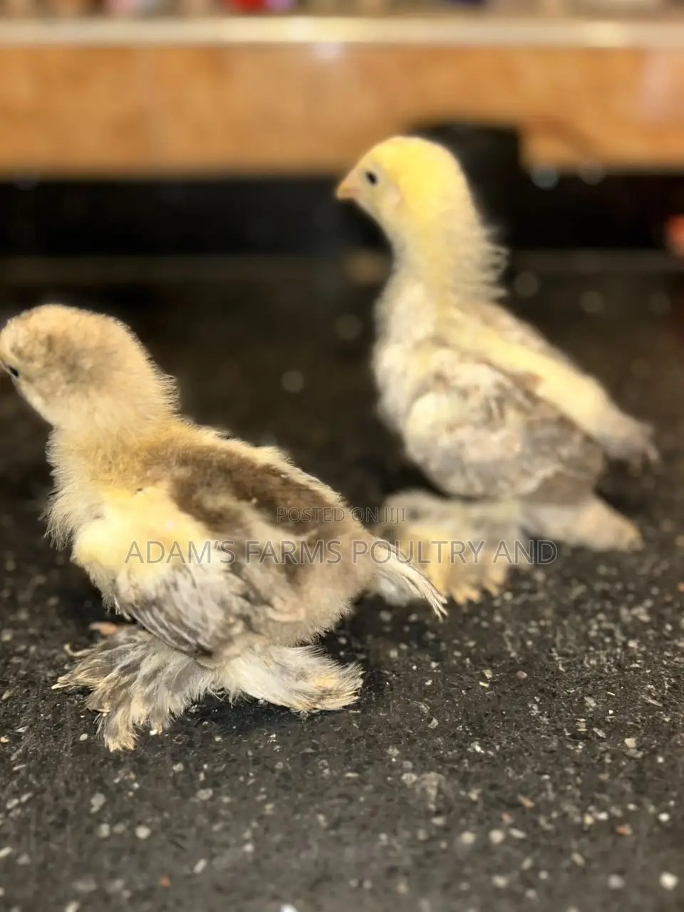 Brahma Fertile Hatching Eggs