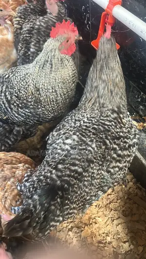 Mature Barred Plymouth Rock & Rhode Island Red-Type Roosters