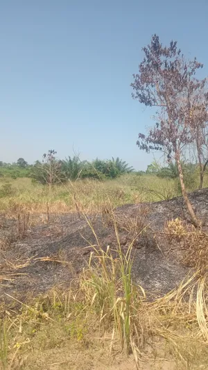 Alpha Estate Land for Sale at Nsawam Otukwadzo