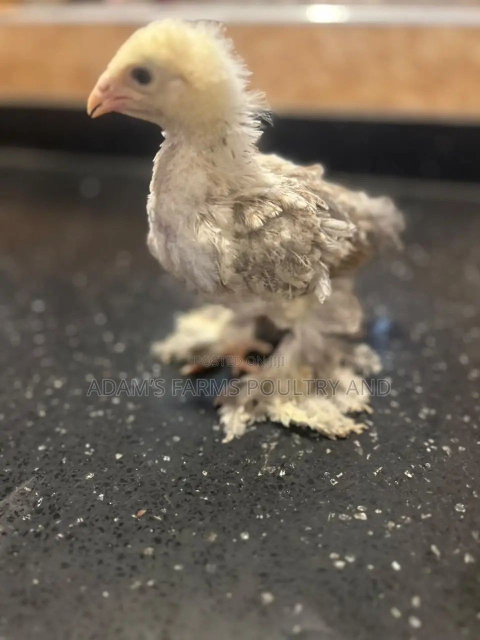3-4 Weeks Old Brahma Chicks