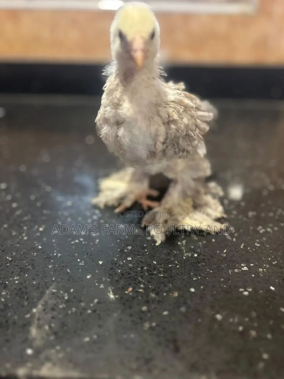 3-4 Weeks Old Brahma Chicks