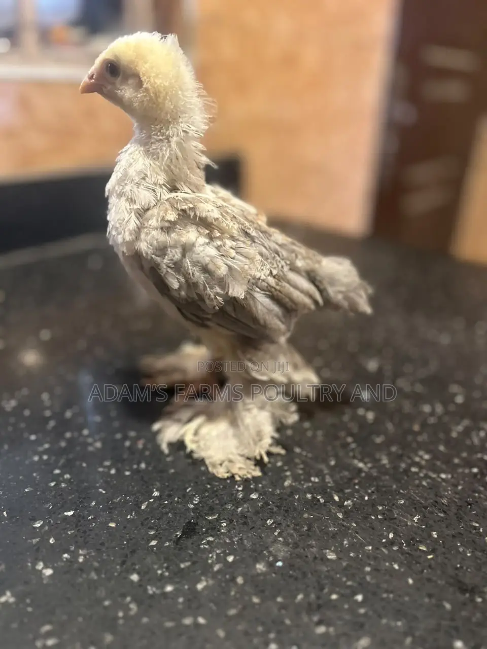 3-4 Weeks Old Brahma Chicks