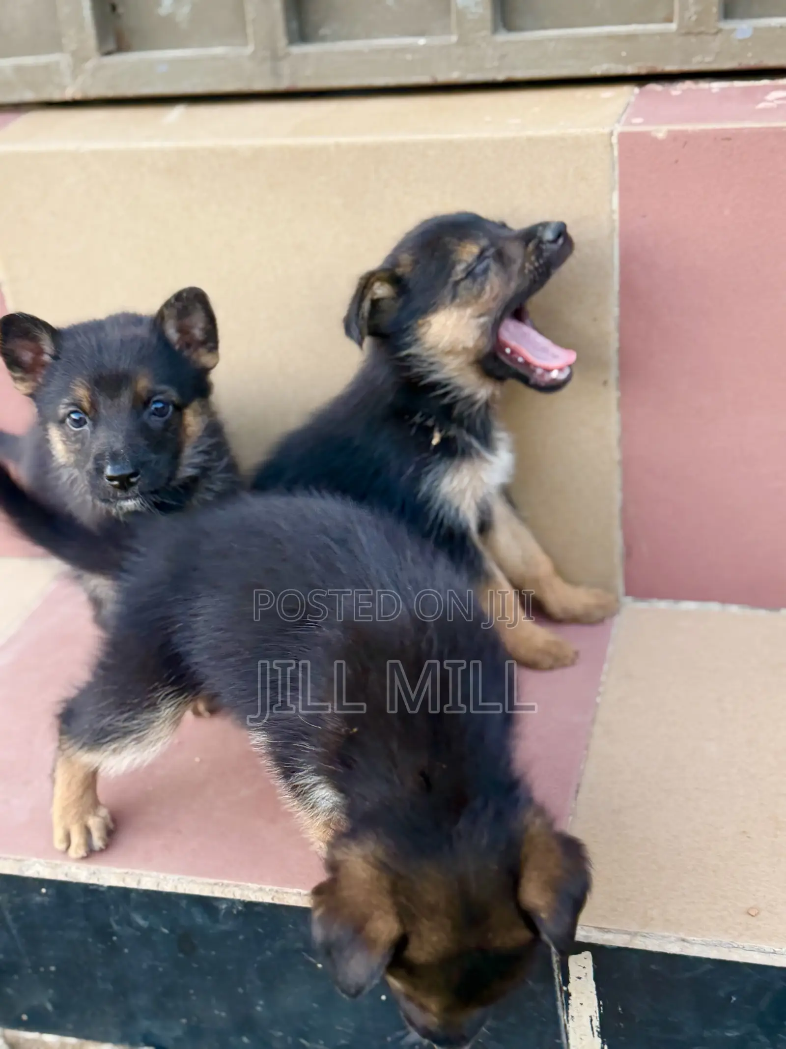 1-3 months Female Purebred German Shepherd
