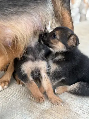 1-3 months Female Purebred German Shepherd