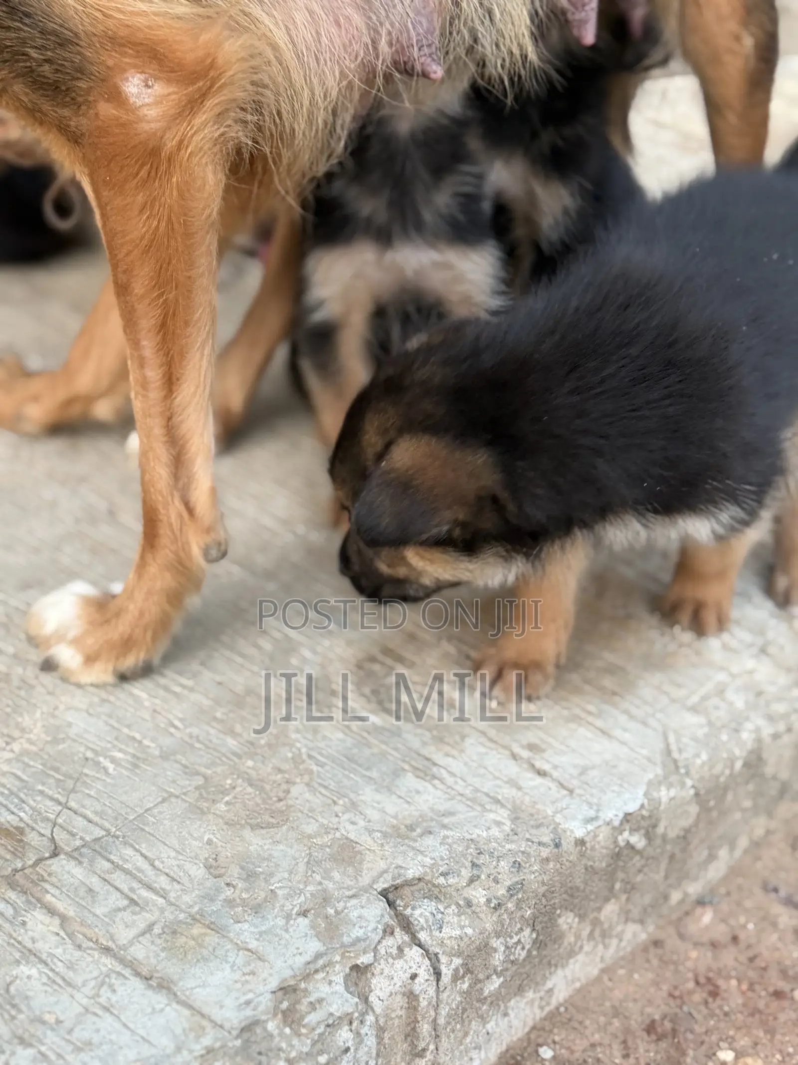 1-3 months Female Purebred German Shepherd