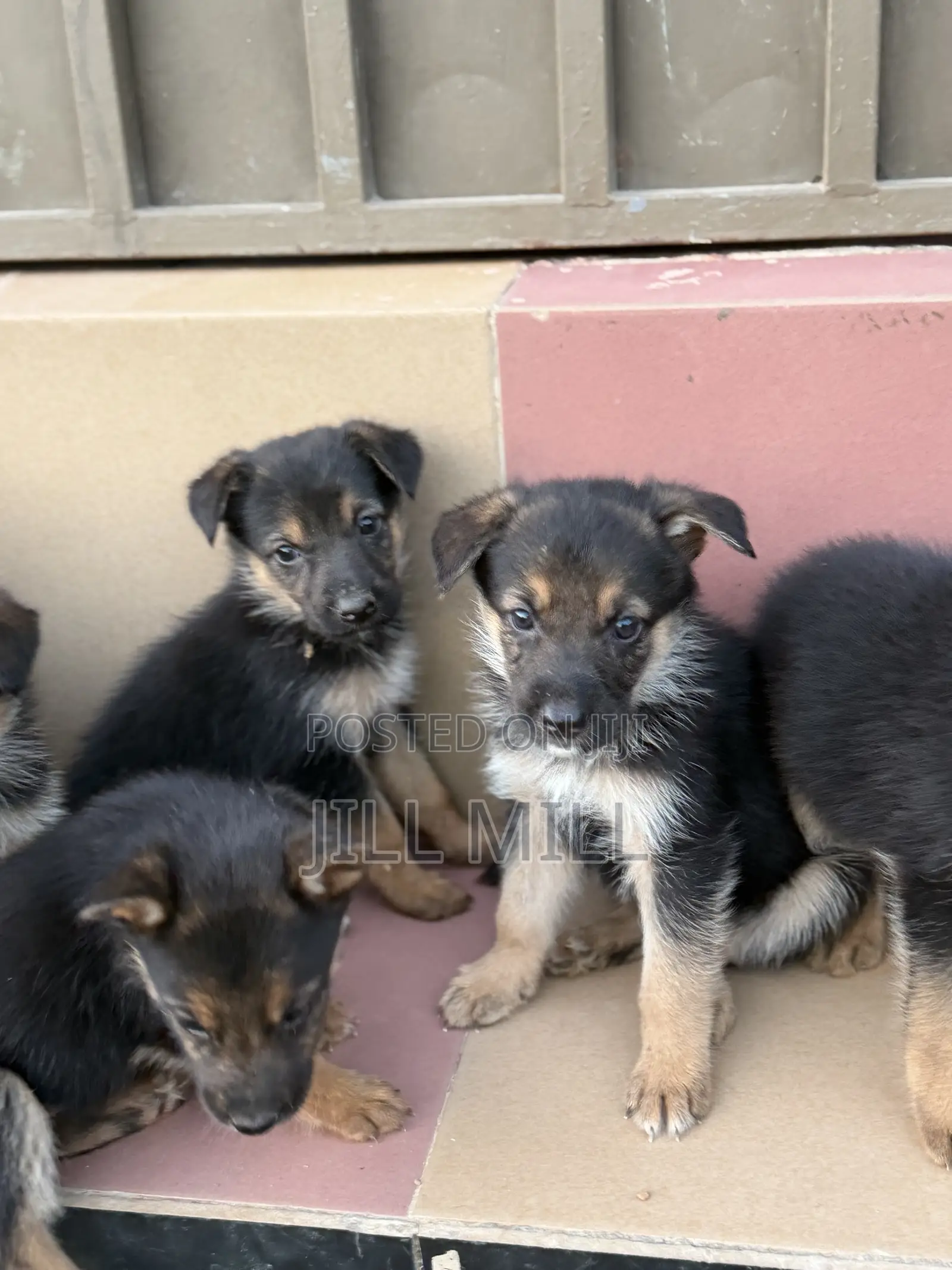 1-3 months Female Purebred German Shepherd