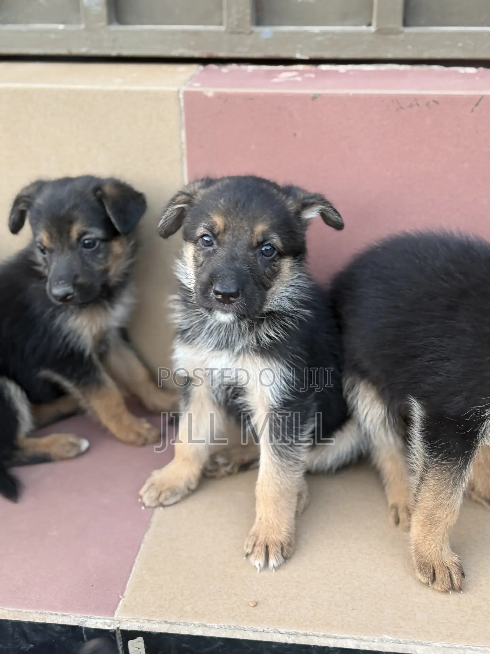 1-3 months Female Purebred German Shepherd
