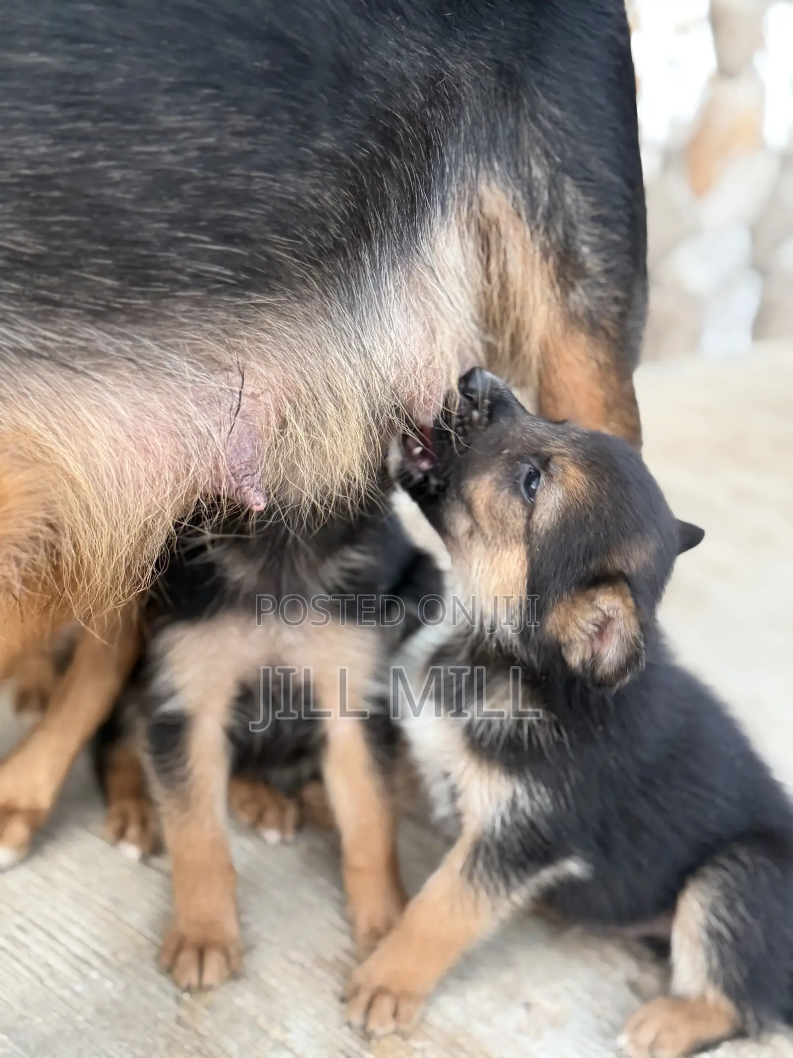 1-3 months Female Purebred German Shepherd