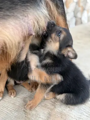 1-3 months Female Purebred German Shepherd