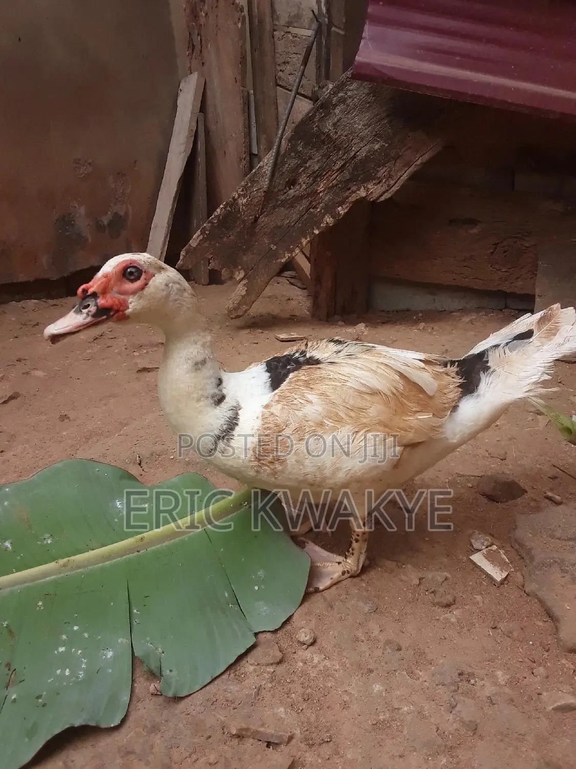 Male Muscovy Duck