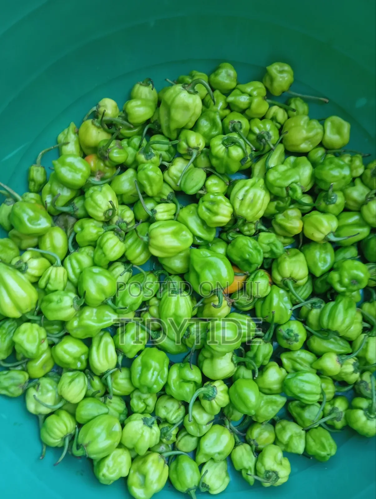 Habanero Fresh Pepper