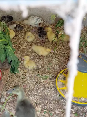 French Muscovy Ducklings