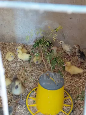French Muscovy Ducklings