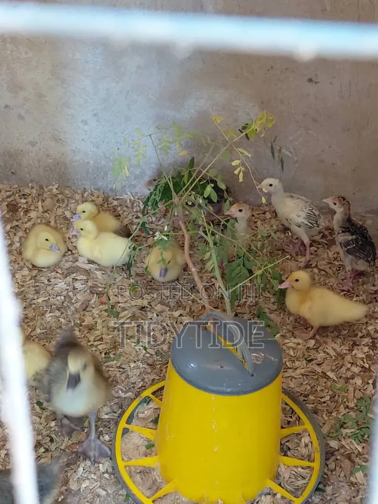 French Muscovy Ducklings