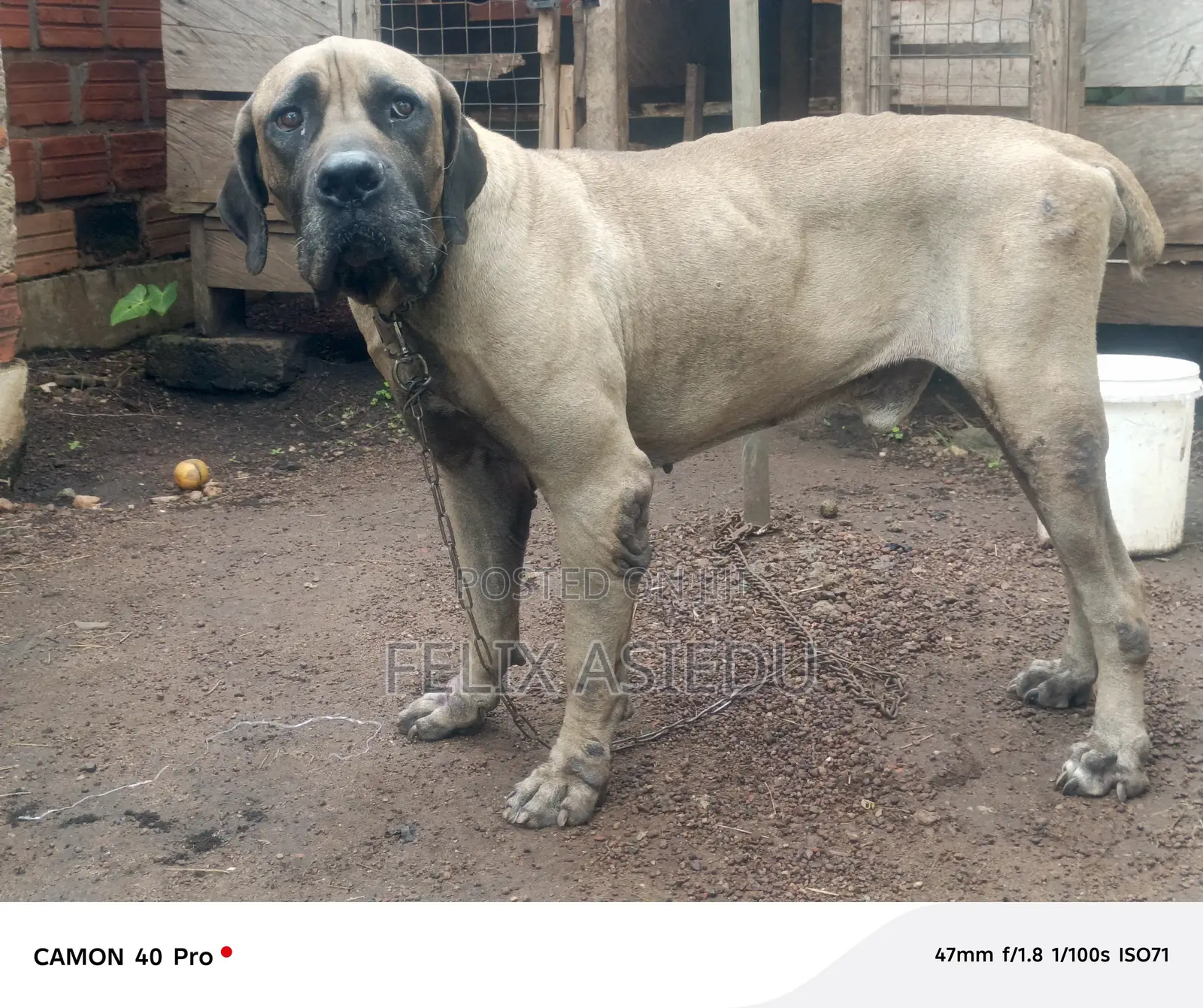 1+ year Male Purebred Boerboel