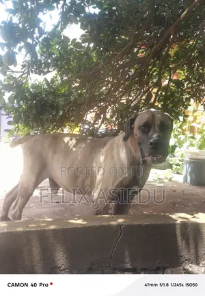 1+ year Male Purebred Boerboel