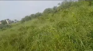 Land 4 Sale