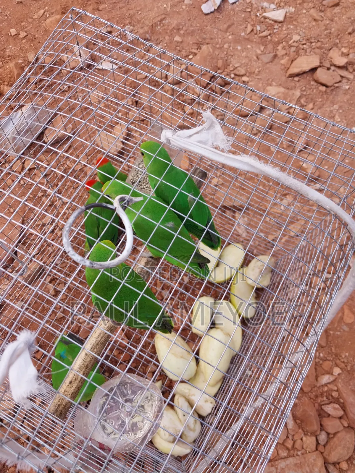 I Have Senegalese, Love Bird and Long Tail for Sale
