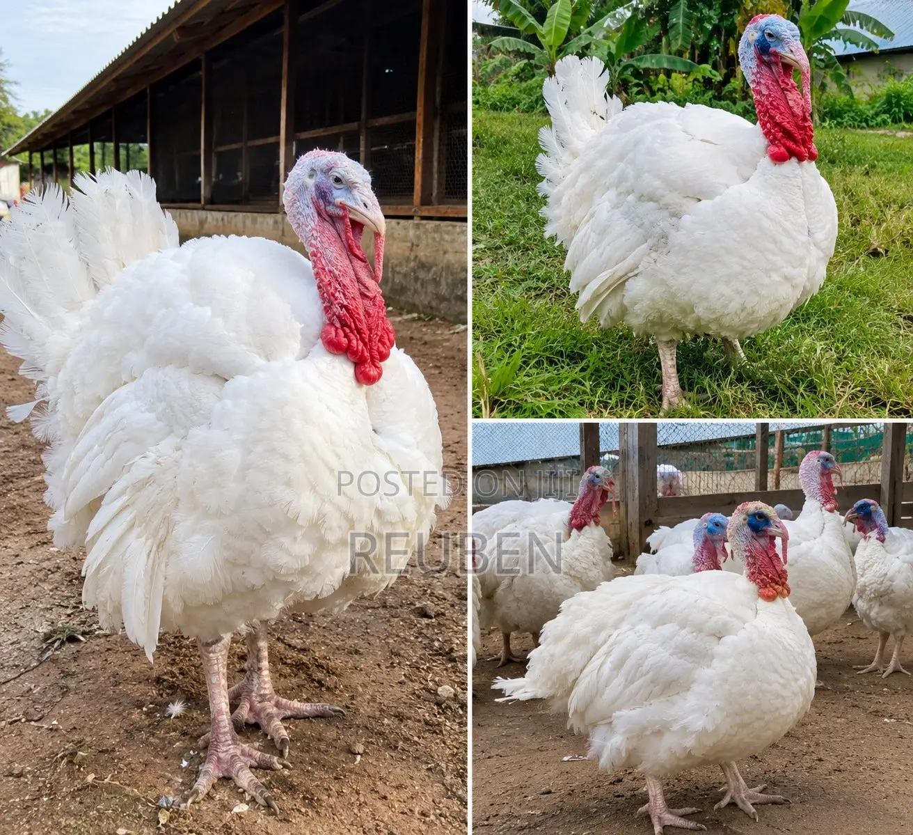 Healthy BBW Turkeys Available for Sale