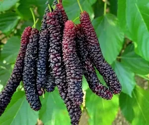 Pakistani Mulberry Seedling Plant (Long Mulberry)