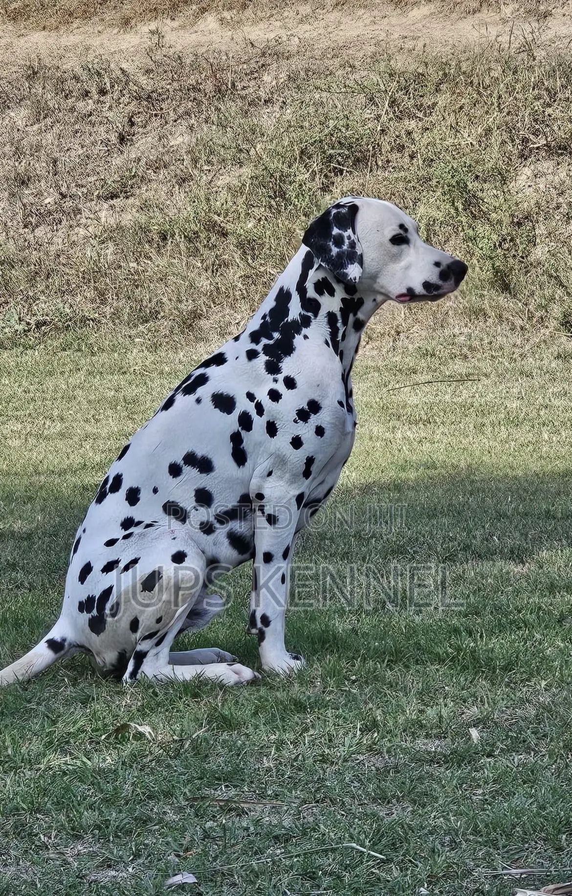Dalmatian Male Available for Crossing/Mating/Stud Services