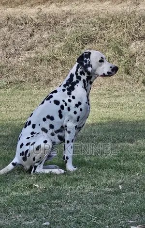 Dalmatian Male Available for Crossing/Mating/Stud Services
