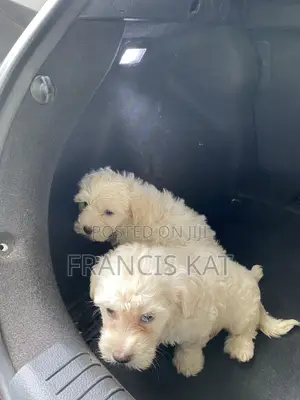 1-3 months Male Purebred Maltipoo