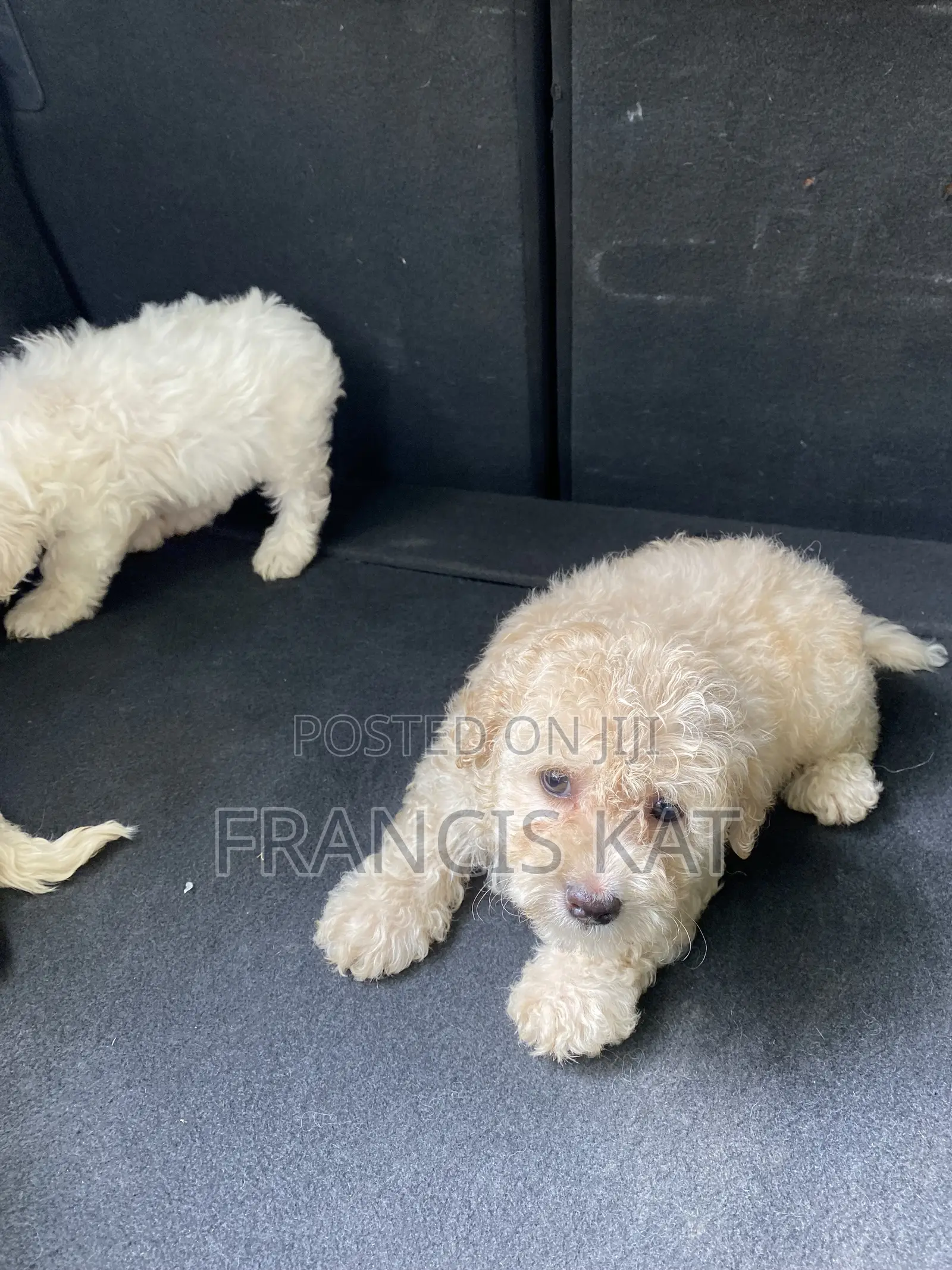 1-3 months Male Purebred Maltipoo