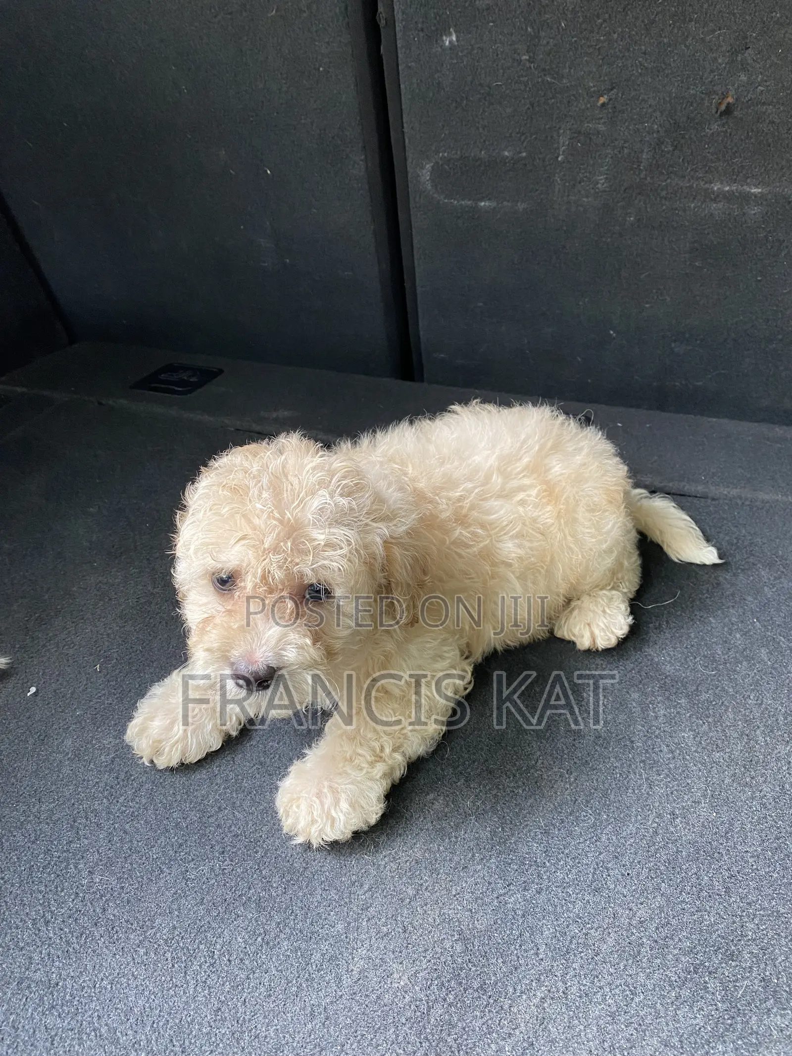 1-3 months Male Purebred Maltipoo