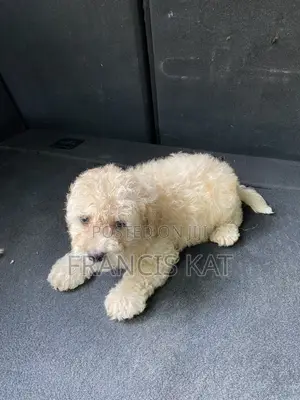 1-3 months Male Purebred Maltipoo