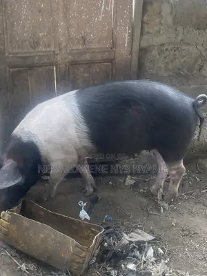 Local Pig Very Big