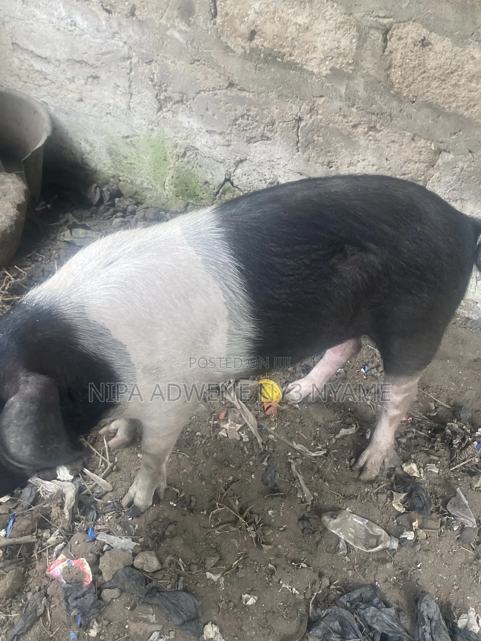 Local Pig Very Big