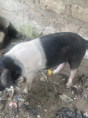 Local Pig Very Big