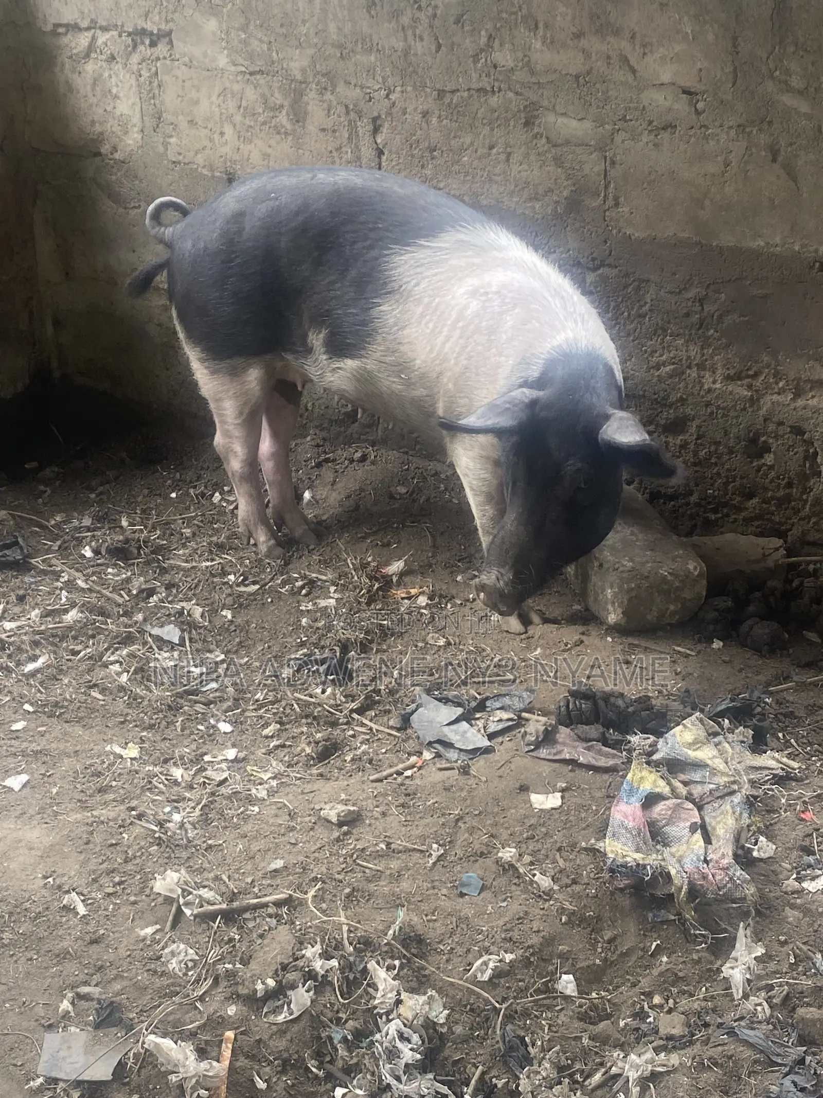 Local Pig Very Big
