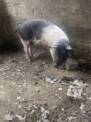 Local Pig Very Big