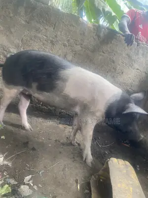 Local Pig Very Big