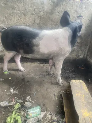 Local Pig Very Big