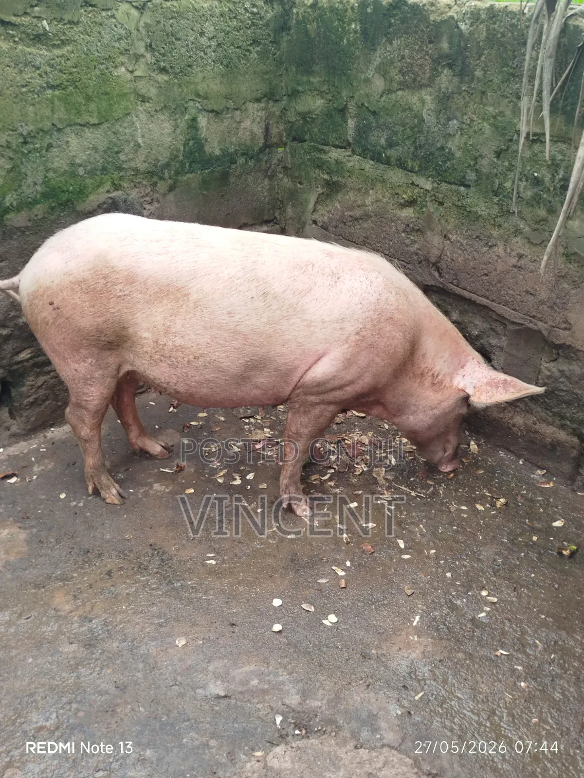 Sow and Piglets