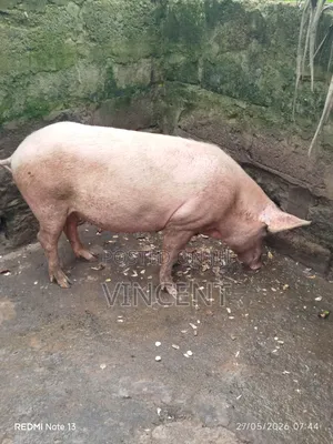 Sow and Piglets