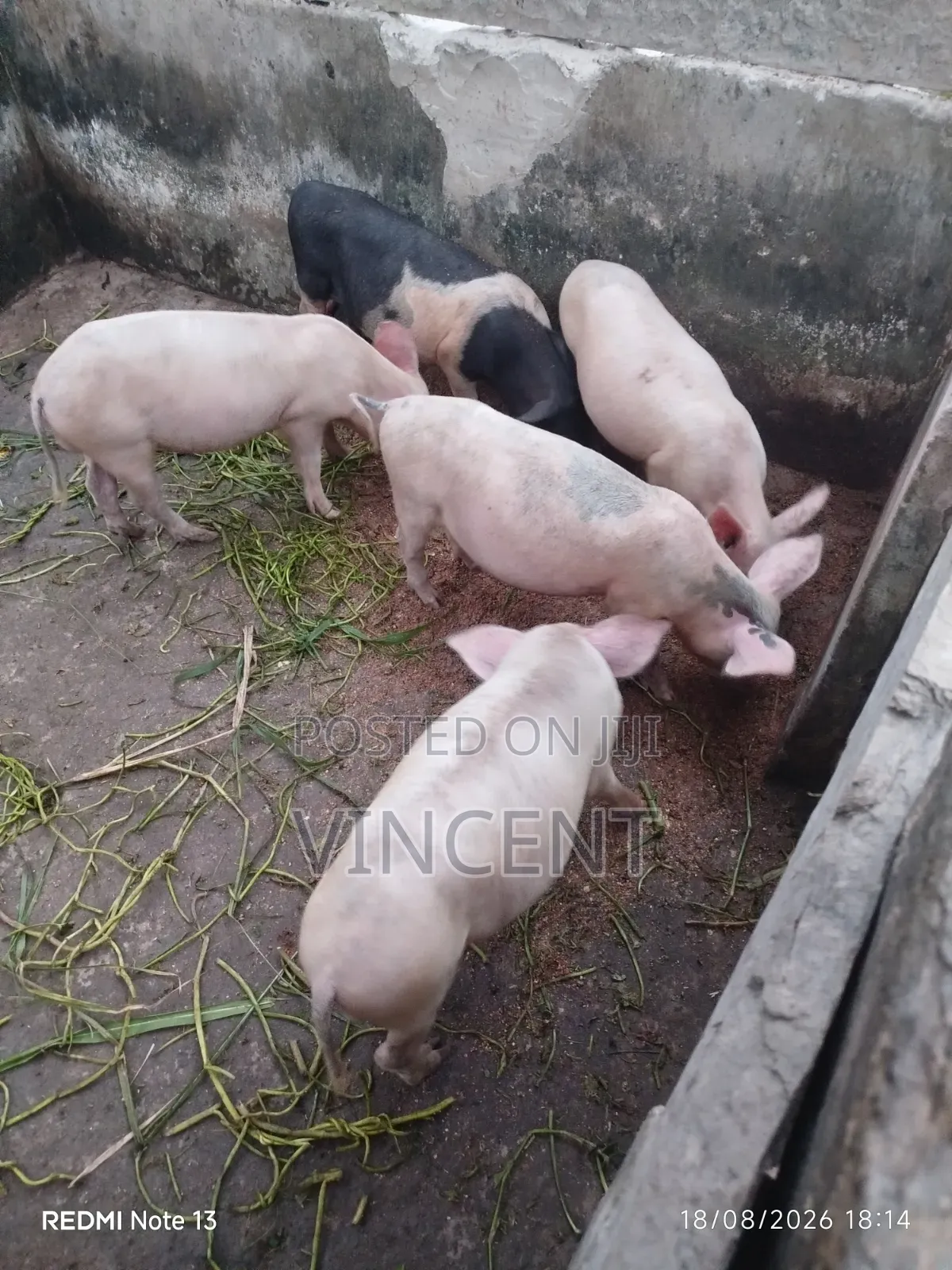 Sow and Piglets