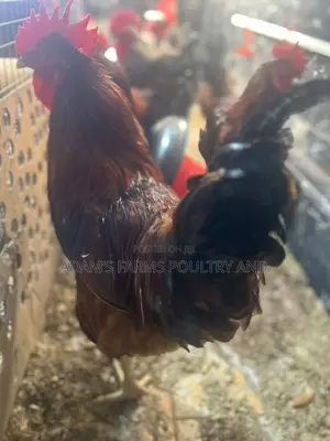 Mature Barred Plymouth Rock & Rhode Island Red-Type Roosters
