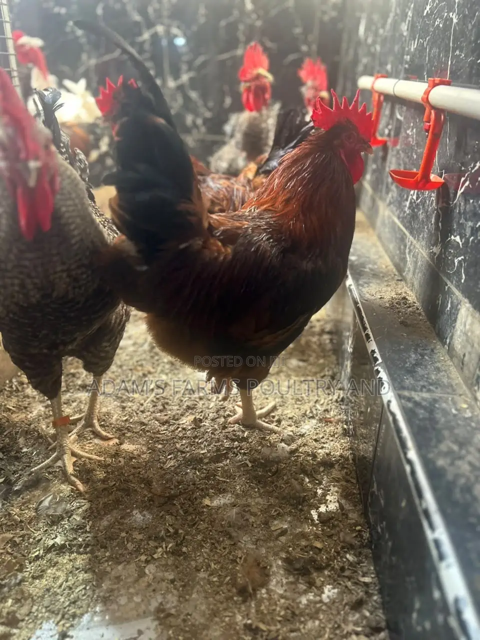 Mature Barred Plymouth Rock & Rhode Island Red-Type Roosters