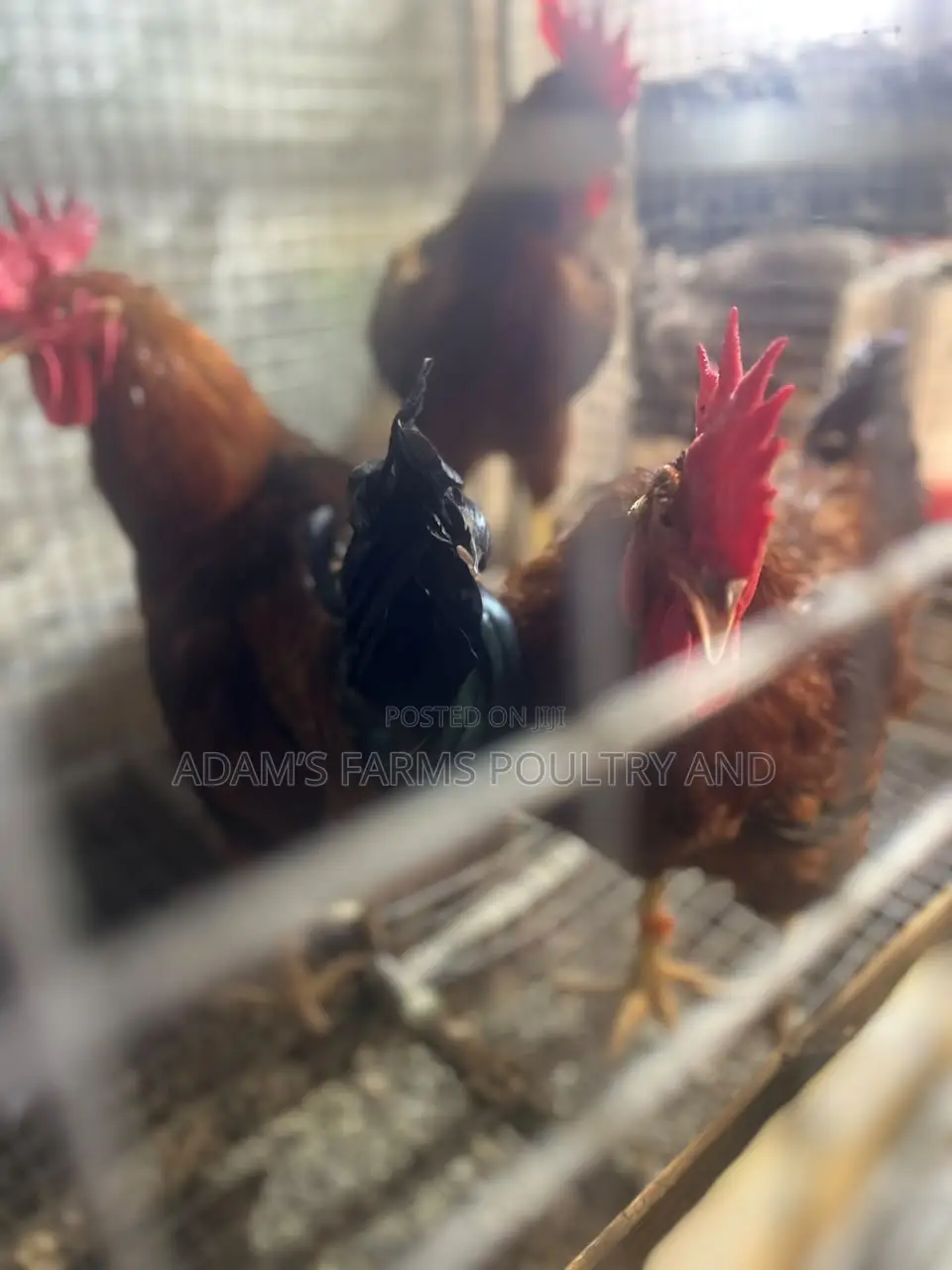 Mature Barred Plymouth Rock & Rhode Island Red-Type Roosters