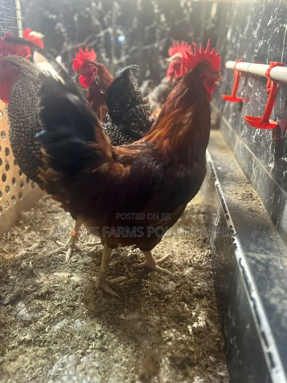 Mature Barred Plymouth Rock & Rhode Island Red-Type Roosters