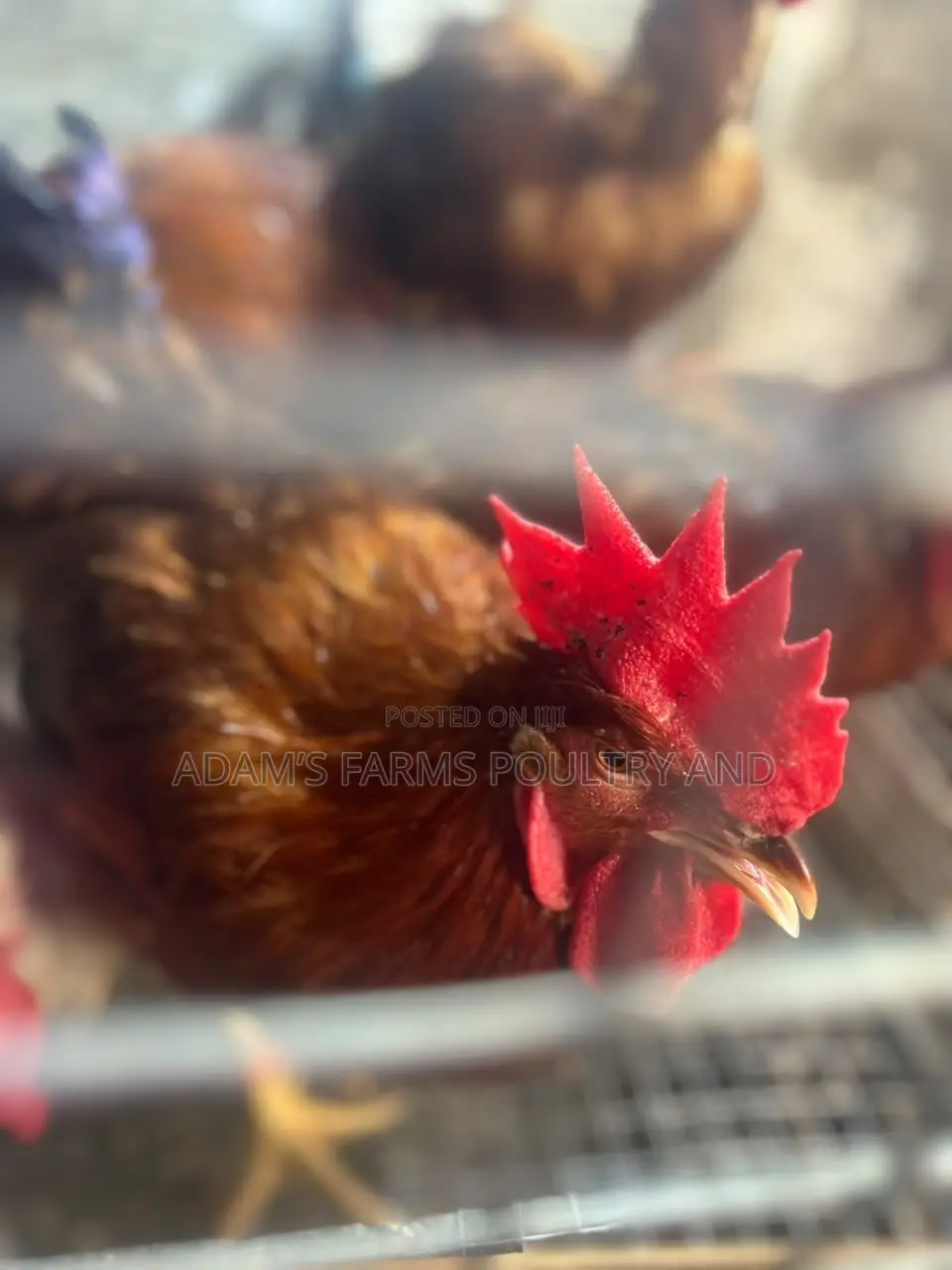 Mature Barred Plymouth Rock & Rhode Island Red-Type Roosters