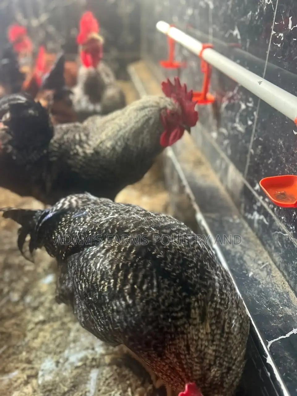 Mature Barred Plymouth Rock & Rhode Island Red-Type Roosters